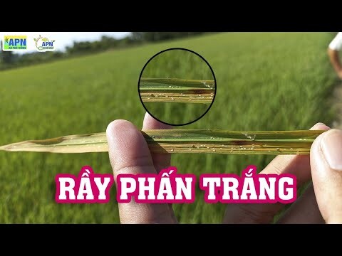 APN - GIẢI PHÁP XỬ LÝ RẦY PHẤN TRẮNG, BẢO VỆ RUỘNG LÚA GIAI ĐOẠN LÀM ĐÒNG - TRỔ - CHÍN