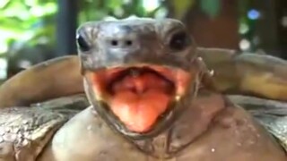 【twosetviolin】How Turtles *