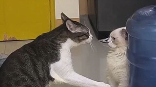 "Cats"