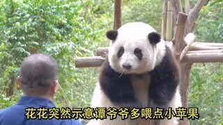 Hoa Hoa giục ông nội Đàm cho ăn, dáng vẻ non nớt đáng yêu quá đỗi!