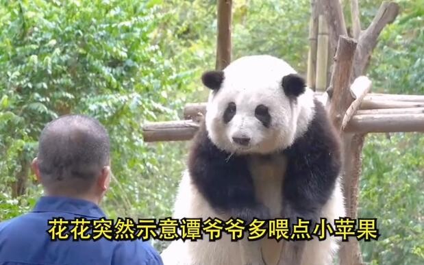 ฮวาฮวาเร่งคุณตาถานให้ป้อนอาหาร ท่าทางน่ารักแบบเสียงอ่อนเสียงหวานนี้น่ารักเกินไปแล้ว!