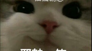 每日分享搞怪好玩的表情包