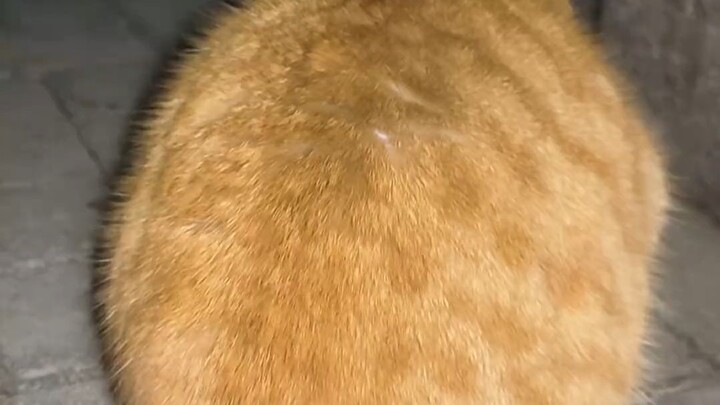 Versi lengkap: Kucing kecil menggoda mangga besar