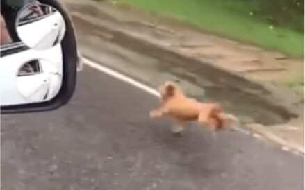 Dog Sprints 1 Kilometer on the Road, But Owner Cruelly Ignores It — The Truth Is Both Hilarious and 