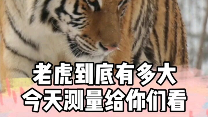 Sebenarnya sebesar apa sih harimau? Hari ini akan saya ukur untuk Anda lihat