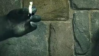 呆萌鲨鱼谁不爱