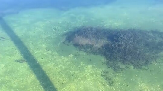 Seorang pria di Florida memelihara seekor hiu di kolamnya, sejak si hiu masih kecil hingga lima tahu