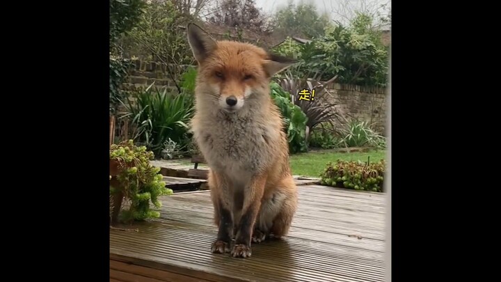 قصة حب بين الثعلب الصغير والإنسان~ (تفاصيل في المقدمة (#^.^#))