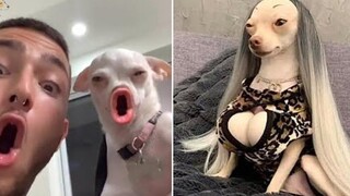 พยายามอย่าหัวเราะ 😂 วิดีโอแสดงปฏิกิริยาแปลกๆ ของสุนัขและแมว 6