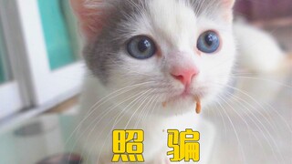 有些小奶猫，长着长着就长废了