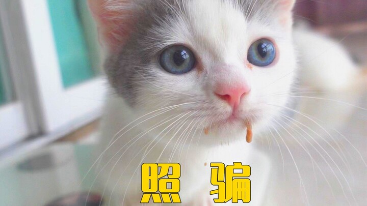 有些小奶猫，长着长着就长废了