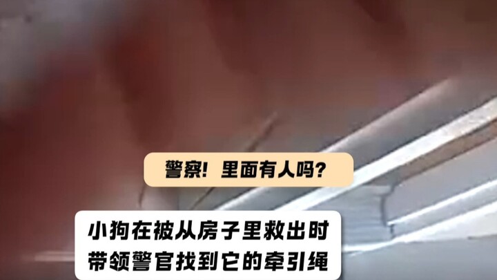 When the little dog was rescued, it didn’t forget to lead the police to put a leash on itself 🥹