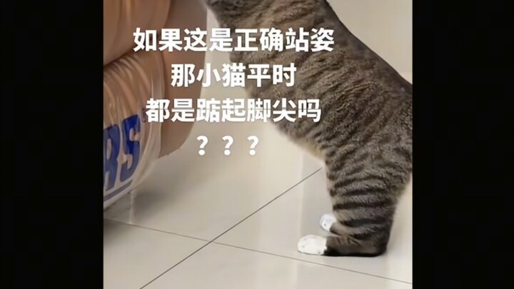 Are cats actually big-footed?