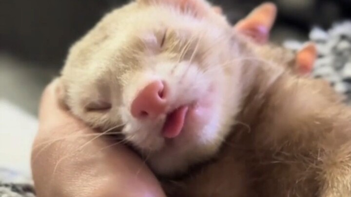 Hewan yang bisa diperas hingga keluar air: Feret