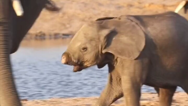 الفيل الصغير المسكين الذي فقد أنفه تعتني به أمه جيدًا.