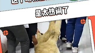 كل حيوان وكل طبيب لطيف جدًا!