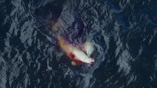 Polar bear instantly defeats a one-ton beluga whale—its status as a top predator is beyond doubt.