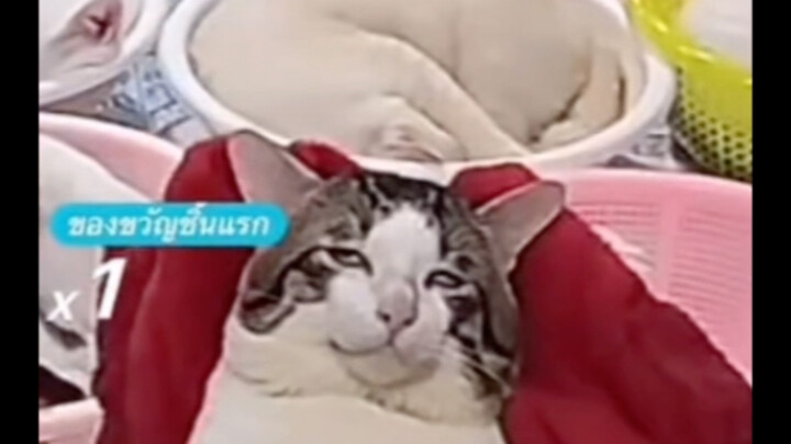วัยชราได้ขี่หงส์เหลืองจากไปแล้ว