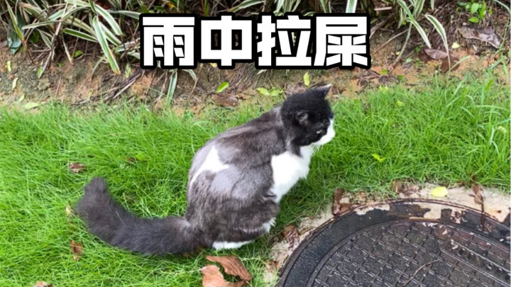 宁可憋死也不拉猫砂盆里