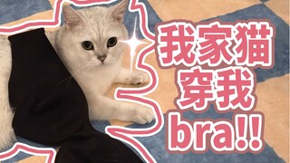 养了一只变态猫怎么办？