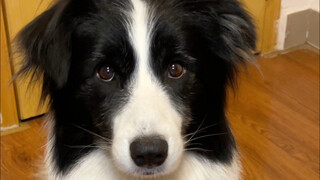 We are not dumb, we are real dogs that can make sounds