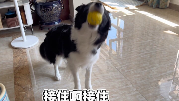 As long as there's a little dog nearby vying with it, Xika could play with the ball for two whole ho