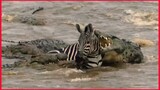 Hungry Crocodiles Ambush Zebras.