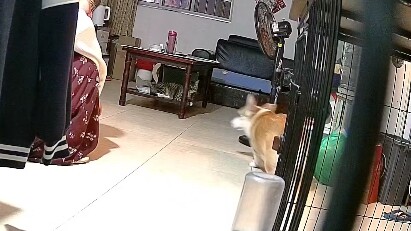 คลิปเหตุการณ์น่าอายของคอร์กี้ ต้นฉบับออกมาเลย!