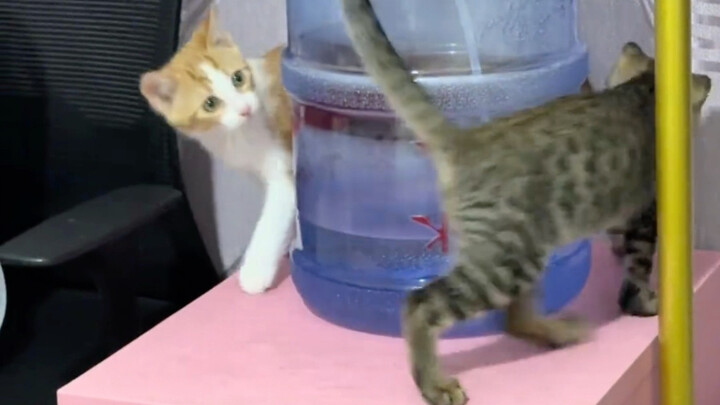 When the kitten realized this kind of play was really fun
