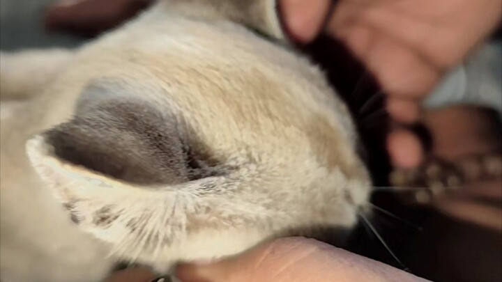 kucing orang 😹😹