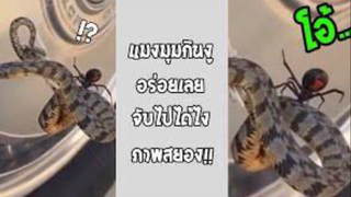 รวมคลิปตลกๆ : เเมงมุมกินงู!! เเบบนี้มันสุดจริงๆ