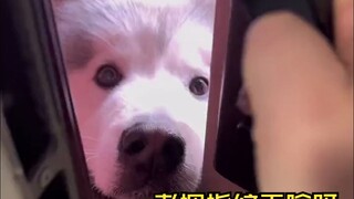 Anjing konyol itu ingin kembali ke dalam rumah ketika keluar, dan ingin keluar lagi ketika masuk ke 