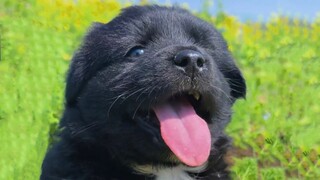 Who would refuse to listen to a song of rice fragrance while watching puppies?
