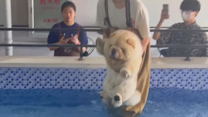 Puppy: Me… can I please skip this darn swim?