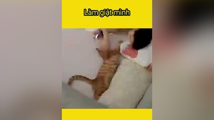 Tưởng ông bà dắt đi rồi chứ anhtrunggio cun thucung vuinhon cat doge haihuoc cho meo