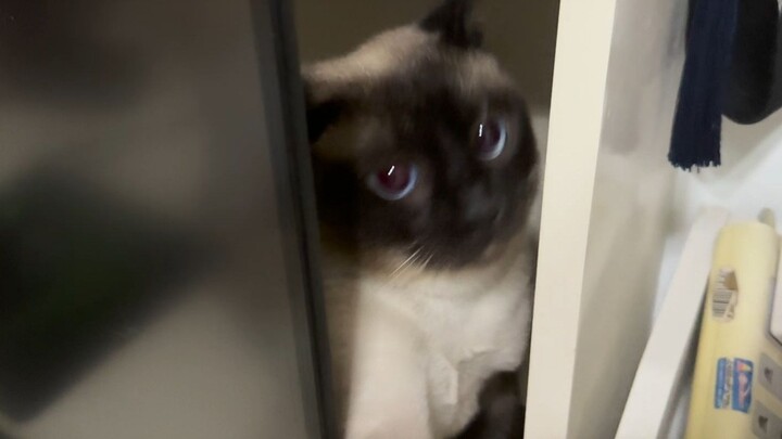 Kepala kelompok tidak mau keluar meong