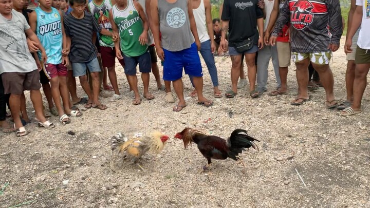 my graded aseel 8mos. talon2 lang ang baon…