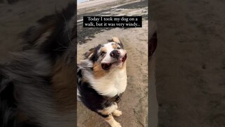 #61 Funniest Cats And Dogs videos 🐶🐱 #funny #animals #cuteanimals