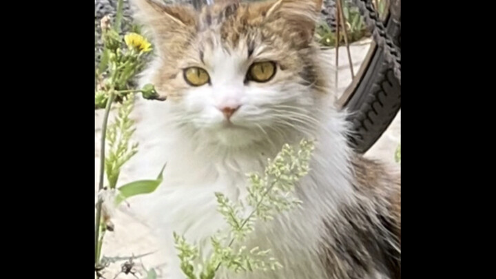 Awalnya ingin menculik seekor kucing liar, ternyata malah menjadi sumber makanan tetap bagi keluarga