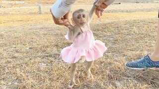 So Sweet Princes Maya Show Her New Dress, Baby Monkey Maya Go Out With Family And Brother Zono