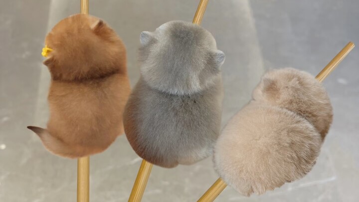 ‘🐱 Xâu thịt mèo đây rồi, thơm ngọt ngon miệng’