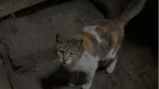 胆小的小花猫