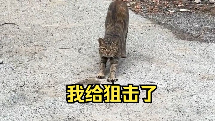 Siang Miao lagi pulang ke rumah malah ketemu kucing yang ngadang...