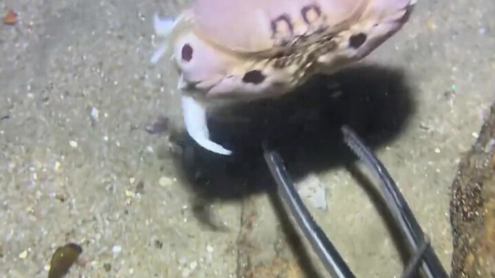 Kegiatan Harian Nelayan Mengais Rezeki di Dasar Laut