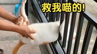 猫咪：抱歉给猫丢脸了！