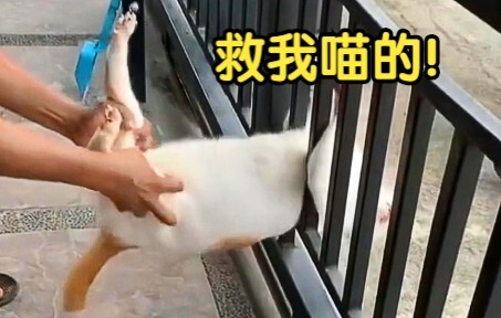 猫咪：抱歉给猫丢脸了！