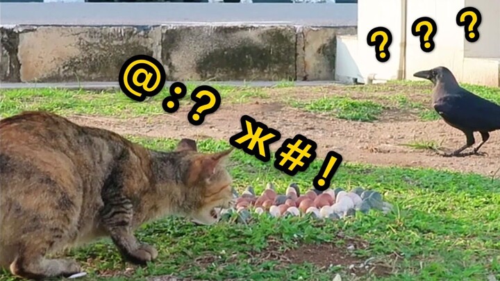 Turns out cats really do chirp when they see birds—Bird: Speak human!