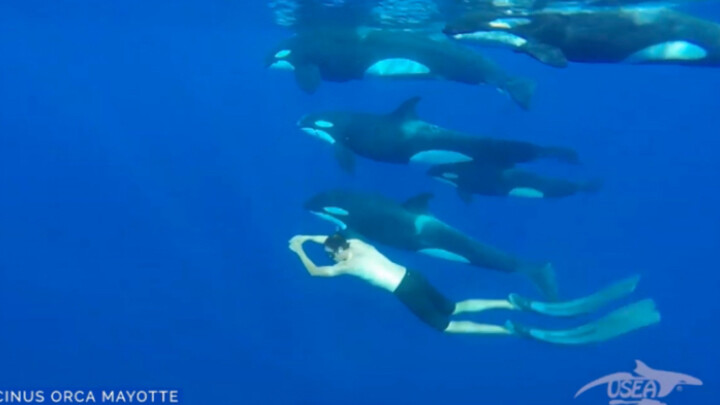 【Trung/Anh】Cách chơi với Béo Hổ đúng cách