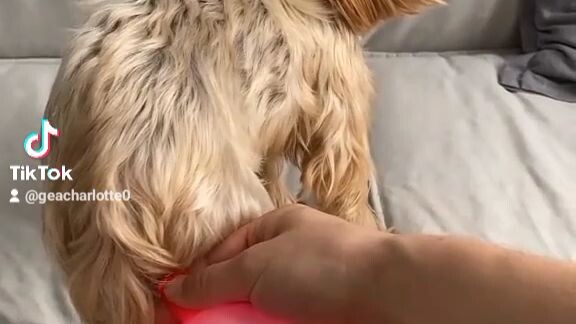 Most expensive dog in tiktok