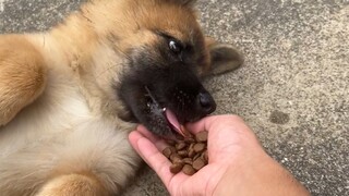The Sheniu puppy must be hungry, so he came to visit us on his own initiative. Let’s buy some bones 